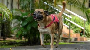 Rocco: el perro rescatado que simboliza segundas oportunidades en MiAmbiente