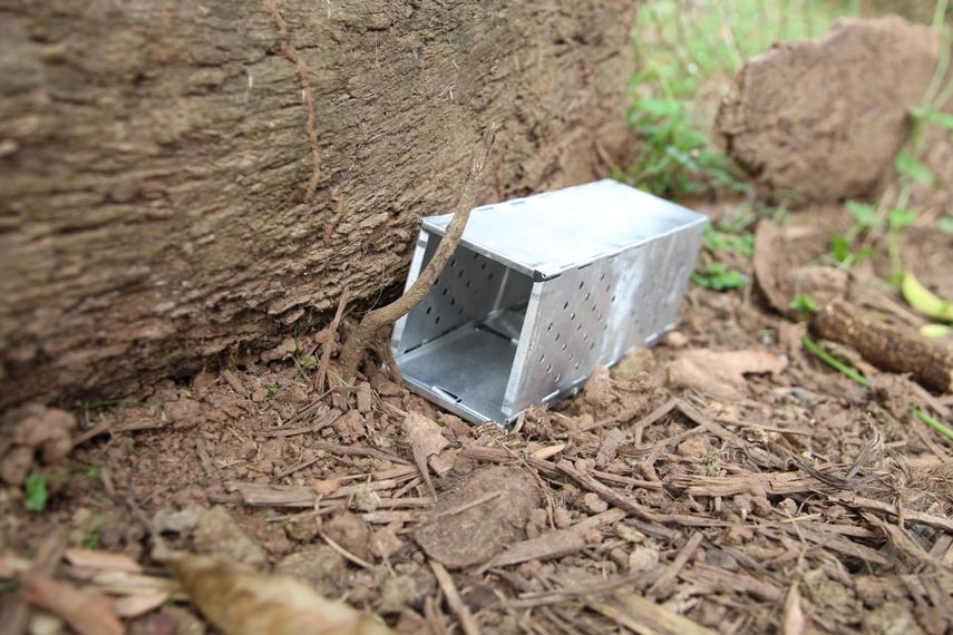 Los Santos registra 29 casos de hantavirus en el 2022