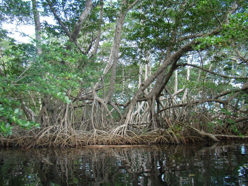Seis joyas ecológicas que protegen las costas de Panamá a través de sus manglares