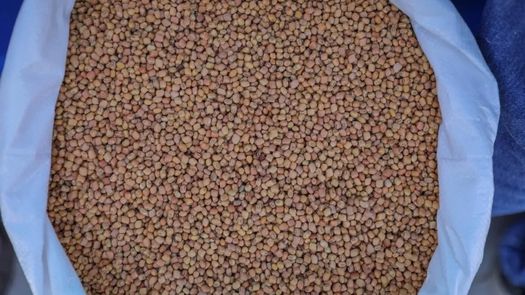 El director de IMA indicó que los frijoles de primera son utilizados para el plan Panamá solidario, las agroferias y agrodistribuidoras de la comarca.