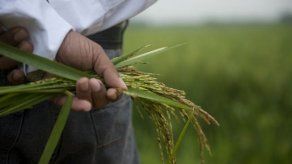FAO pide aunar políticas climáticas y agrarias para frenar hambre en A.Latina