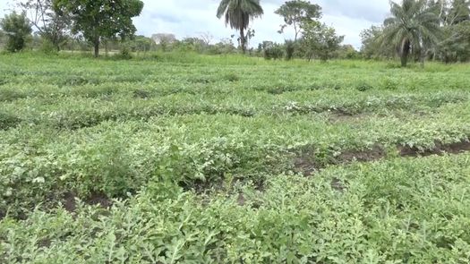 Con el sistema no solo trabajan las plantaciones de arroz, también hay otros rubros como frijoles, maíz, tomate, entre otros que se producen gracias a los canales que dan agua a distintos sectores en varias de las comunidades de Alanje.