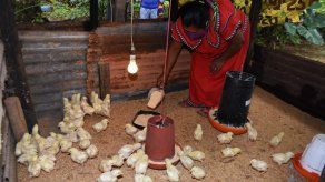 La avicultura a mediana escala está empoderando a las mujeres rurales