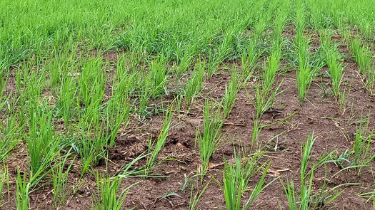 MIDA presenta informe de siembra y preparación de suelos del arroz