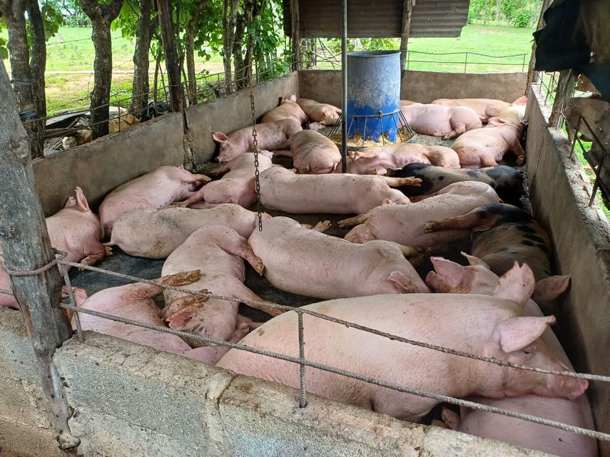 La Asociación de Porcinocultores Unidos de Panamá (APUP) solicitó al Ministerio de Desarrollo Agropecuario (MIDA) suspender temporalmente las importaciones de carne de cerdo