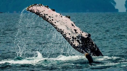 Panamá refuerza el monitoreo de ballenas