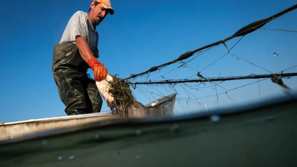Unión Europea exige a Panamá más regulaciones en combatir la pesca ilegal