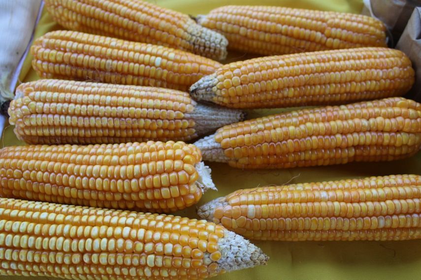 Productores del agro cuentan con nueva variedad de maíz