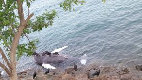 MiAmbiente reporta varamiento de cría de ballena jorobada en Taboguilla