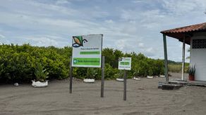 Reubican 100 nidos de tortuga lora en Playa La Barqueta para protegerlos de depredadores
