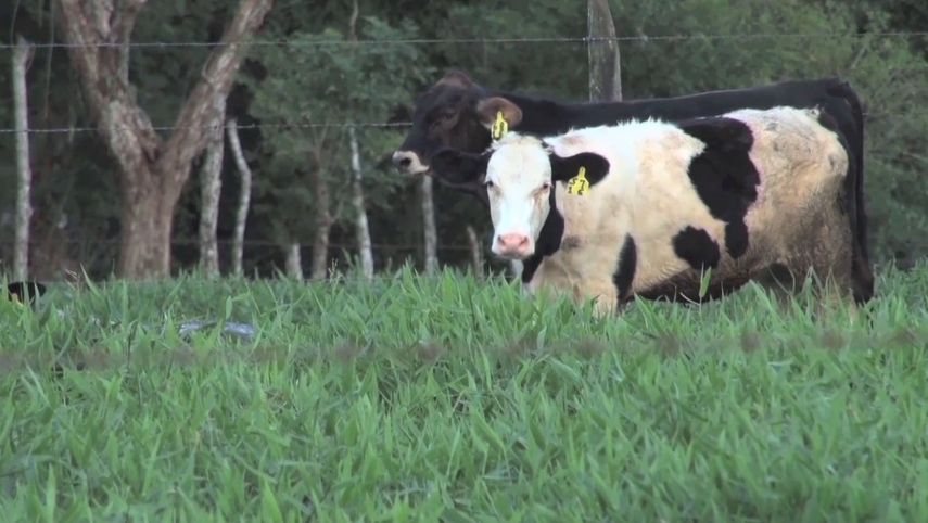 Transferencia en genética de ganado entre Panamá y Brasil