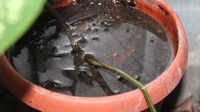 Minsa: aumento de casos de dengue y malaria.