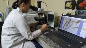 Científicos descubren 17 especies de macrohongos