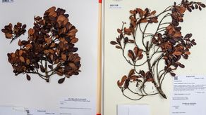 Panamá suma una nueva especie de árbol, pero su supervivencia está en riesgo |Crédito: Ana Endara, STRI &nbsp;