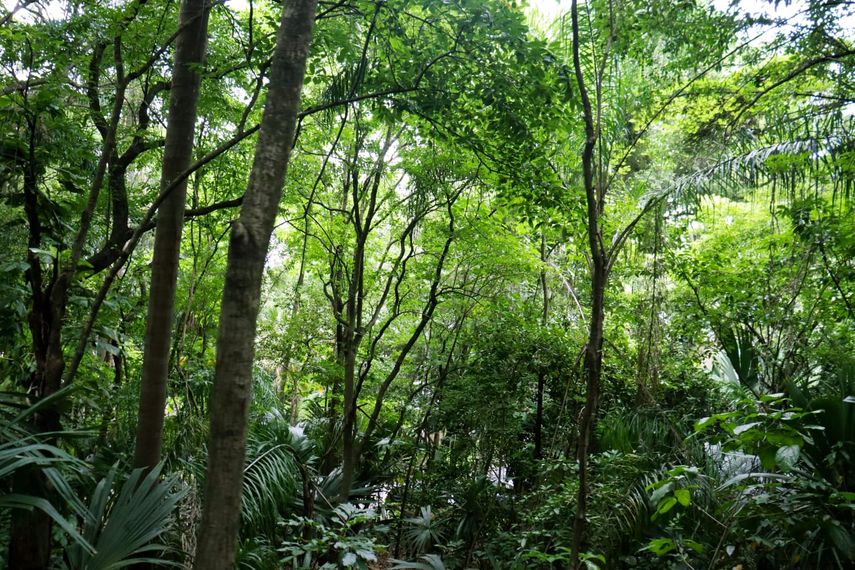Panamá firma préstamo de $75 millones con BCIE para conservar bosques