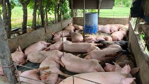 La Asociación de Porcinocultores Unidos de Panamá (APUP) solicitó al Ministerio de Desarrollo Agropecuario (MIDA) suspender temporalmente las importaciones de carne de cerdo, al considerar que la producción nacional es suficiente para abastecer la demanda del mercado panameño.