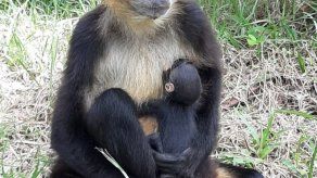 Mono araña manilarga nace en el Parque Municipal Summit