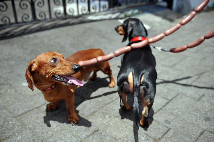 ¿De dónde vienen los perros y desde cuándo acompañan a las personas? Nuevos estudios sitúan su presencia en Europa hace casi 16.000 años