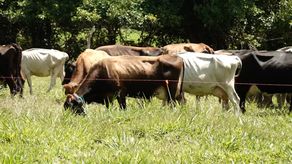 Ganaderos del distrito de Bugaba se muestran preocupados ante el aumento de hurtos en sus fincas, además de que en muchos de los casos la carne de vaca es comercializada posteriormente.