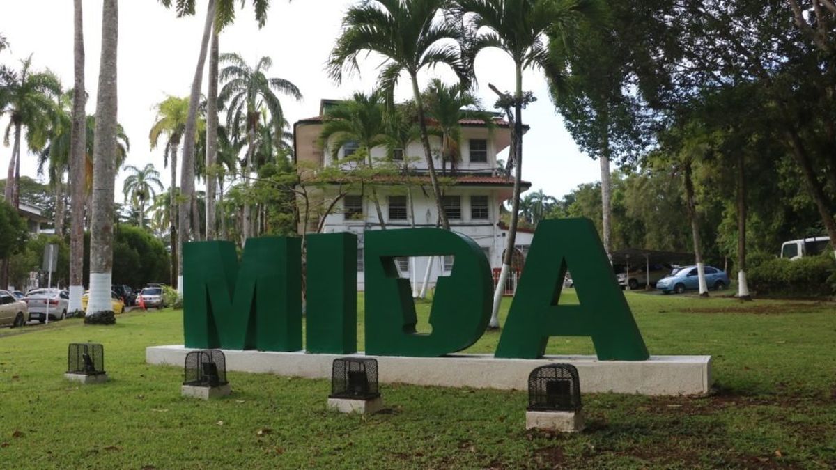 MIDA desmiente autorización para importar 35 mil toneladas de arroz en plena época de cosecha MIDA desmiente autorización para importar 35 mil toneladas de arroz en plena época de cosecha