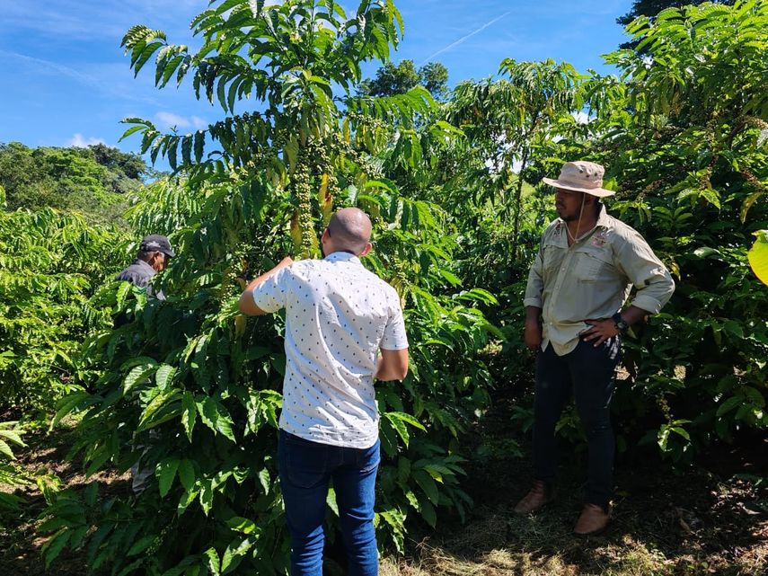 La finca El Rebaño, en conjunto con (MIDA) en Panamá Oeste, ha lanzado un innovador proyecto de clonación de café robusta, con el objetivo de incrementar la productividad y optimizar las características sensoriales de su cosecha. La finca El Rebaño, en conjunto con (MIDA) en Panamá Oeste, ha lanzado un innovador proyecto de clonación de café robusta, con el objetivo de incrementar la productividad y optimizar las características sensoriales de su cosecha.
