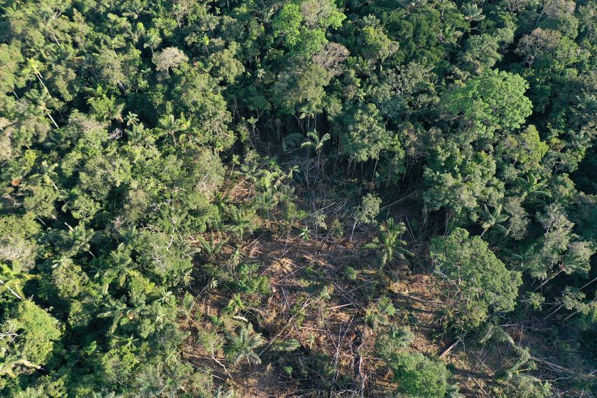 La Tierra perdió un área de selva tropical virgen equivalente a un campo de fútbol cada 5 segundos en 2022, y más de la mitad de esa destrucción ocurrió en Brasil y Bolivia, según un estudio publicado este martes. La Tierra perdió un área de selva tropical virgen equivalente a un campo de fútbol cada 5 segundos en 2022, y más de la mitad de esa destrucción ocurrió en Brasil y Bolivia, según un estudio publicado este martes. 