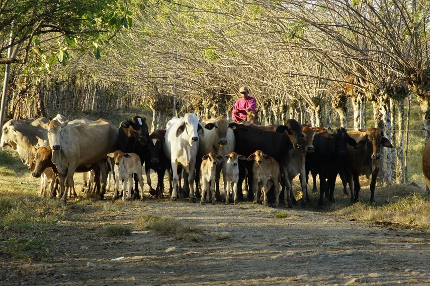 Banco Nacional promueve producción en armonía con ambiente