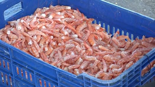 Consumidores aprovecharon los precios de la libra de camarón de la especie Fidel en $2.00 y el camarón rojo de mayor tamaño en $3.25 centavos en Pedregal.&nbsp;