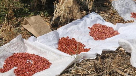 IDIAP entrega semillas a productores de granos en víspera de siembra