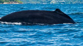 Panamá sanciona Ley para protección de los mamíferos marinos