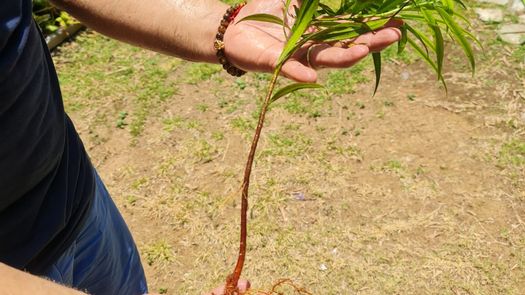 El Pino de Montaña, árbol panameño será plantado en los jardines del Vaticano