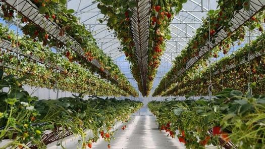 El IDIAP puso en marcha en Chiriquí el proyecto de agricultura vertical, financiado por el Fondo Regional de Tecnología Agropecuaria (FONTAGRO).