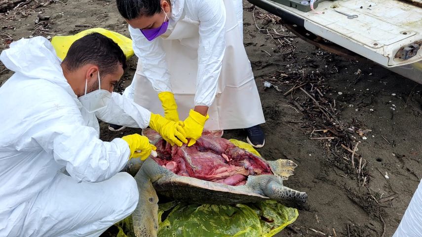 MiAmbiente investiga causa de muerte de varias tortugas.