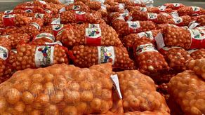 Coclé: Productores de cebolla reciben pagos adeudados de B/. 2.4 millones