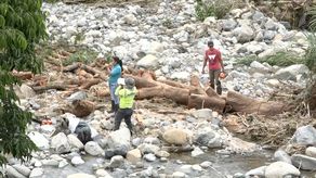 El municipio de Boquete a través de la plataforma de gestión de riesgo y voluntarios, procedieron a cortar gárboles arrastrados por la corriente del río Caldera de forma preventiva.