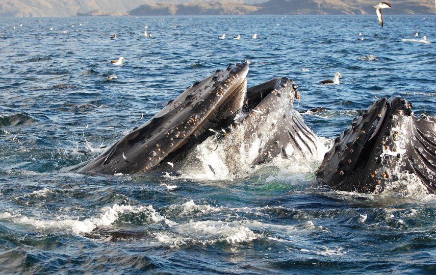 Julio marca el inicio en las costas panameñas de la temporada de avistamiento de ballenas jorobadas, una de las especies "más visibles y carismáticas" que llega desde el Pacífico Sur para reproducirse y dar a luz" y contribuir a la conservación marina y al turismo sostenible en Panamá. Julio marca el inicio en las costas panameñas de la temporada de avistamiento de ballenas jorobadas, una de las especies "más visibles y carismáticas" que llega desde el Pacífico Sur para reproducirse y dar a luz" y contribuir a la conservación marina y al turismo sostenible en Panamá.