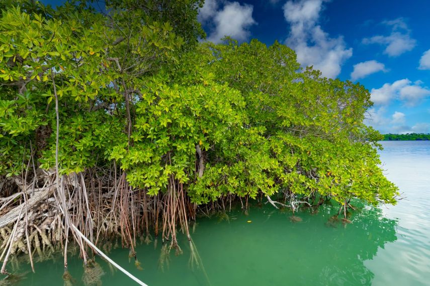 Protección de manglares o desarrollo, el dilema en torno a un proyecto portuario en Panamá. Protección de manglares o desarrollo, el dilema en torno a un proyecto portuario en Panamá.
