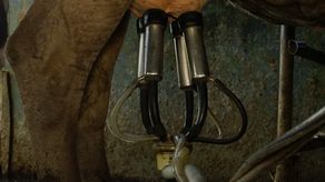 ANAGAN alerta que producción de leche sigue en riesgo tras protestas