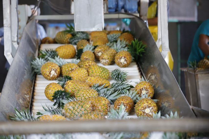Piña de Panamá será exportada a Quebec.
