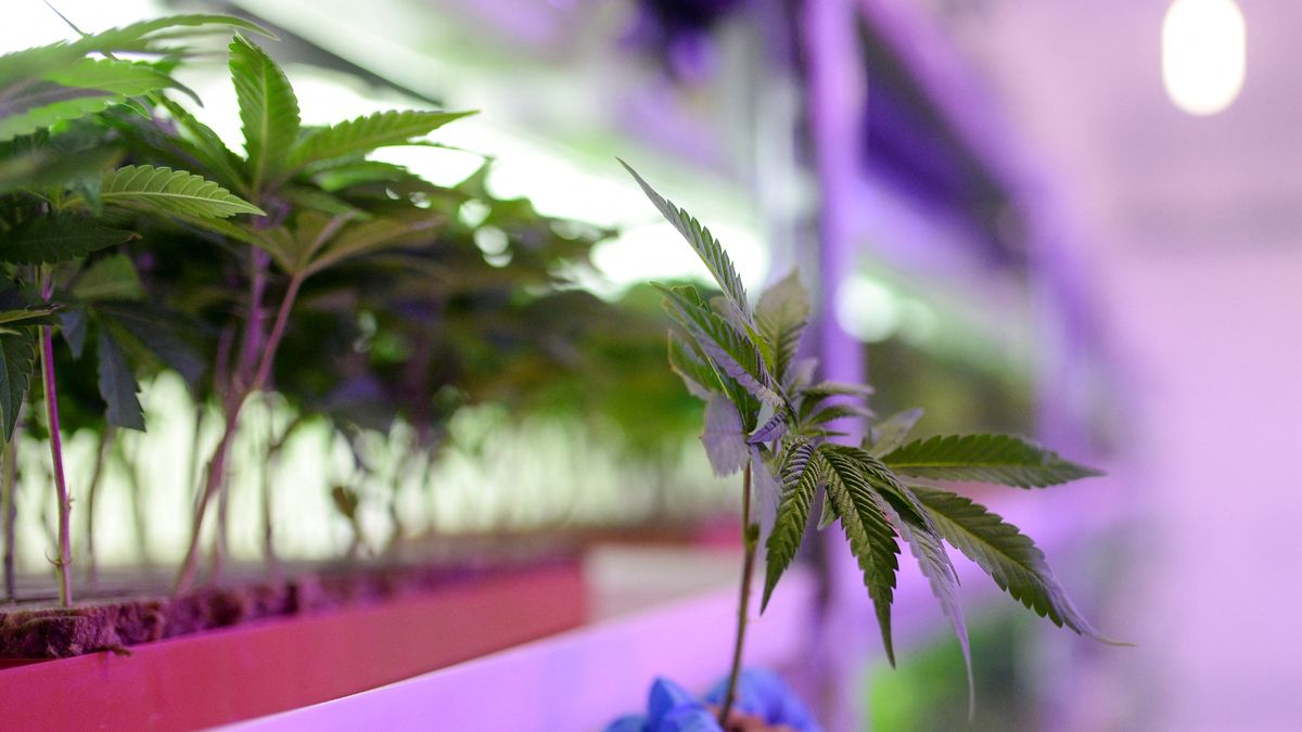 El Gobierno de Estados Unidos (EEUU) reclasificó este jueves la marihuana medicinal como una droga de menor riesgo para impulsar la investigación con fines terapéuticos de esta sustancia, cuyo uso recreativo seguirá siendo ilegal a nivel federal. El Gobierno de Estados Unidos (EEUU) reclasificó este jueves la marihuana medicinal como una droga de menor riesgo para impulsar la investigación con fines terapéuticos de esta sustancia, cuyo uso recreativo seguirá siendo ilegal a nivel federal.