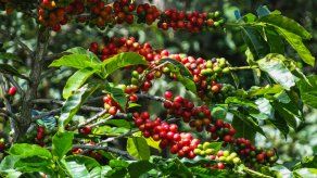 Finaliza evaluación semifinal de cafés para competencia de Best of Panama