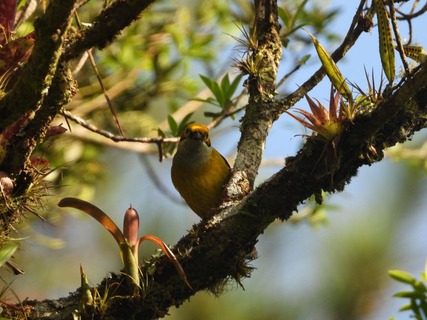 Panamá volvió a posicionarse como una de las principales potencias mundiales en observación de aves y ciencia ciudadana durante el Global Big Day 2026