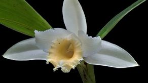 La orquídea descubierta por la Unachi fue encontrada en el Bosque Protector Palo Seco en el área de la reserva forestal de Fortuna.