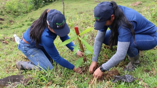 En la provincia de Chiriquí, MiAmbiente trabaja en Las Lajas, La Meseta de Chorcha, La Mina, Chorcha Abajo, San Lorenzo, El Bongo, San Miguel del Yuco, Celmira y Las Azules.&nbsp; &nbsp;