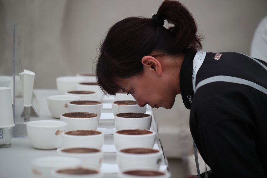 Panamá celebra este miércoles la subasta electrónica anual del Best of Panama (BOP) con 50 lotes de café de especialidad que parten de un precio base por kilogramo de 100 dólares para los "Geishas". Panamá celebra este miércoles la subasta electrónica anual del Best of Panama (BOP) con 50 lotes de café de especialidad que parten de un precio base por kilogramo de 100 dólares para los "Geishas".