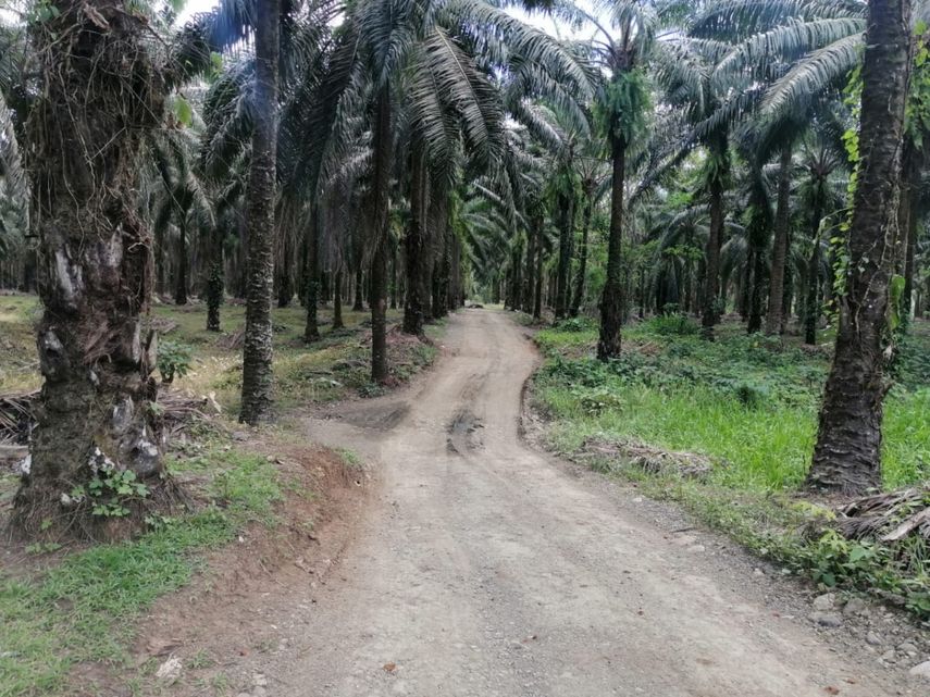 En esta zonas de Barú hay unos 45 mil habitantes y productores de palma aceitera