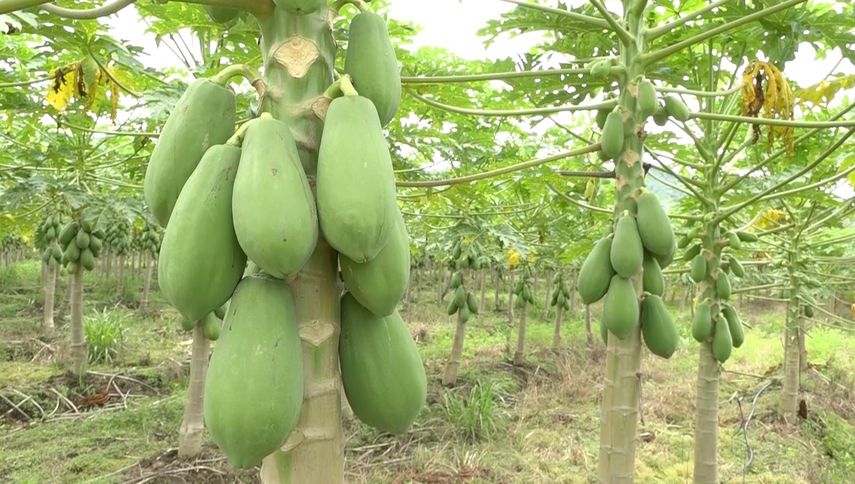 Técnicos del programa de Fruticultura del MIDA y otras instituciones pertenecientes al sector del agro