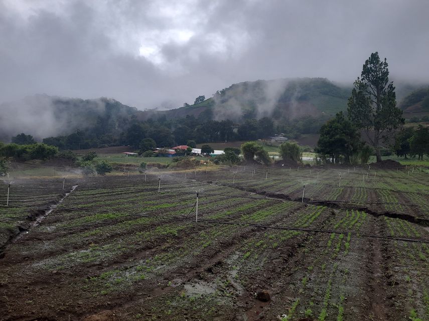 Proyecto del Mida: Sistema de Riego de Alto Bambito.