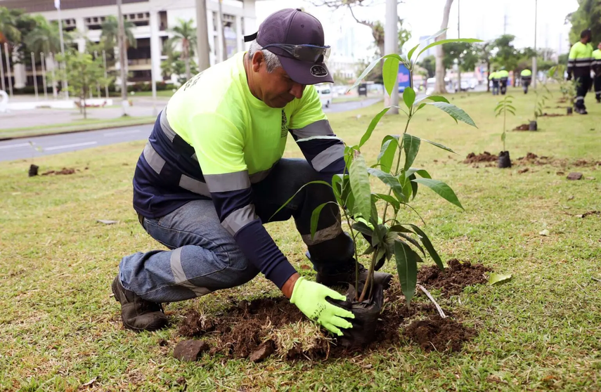 Alcaldía de Panamá inicia siembra de 1,000 plantones en la ciudad