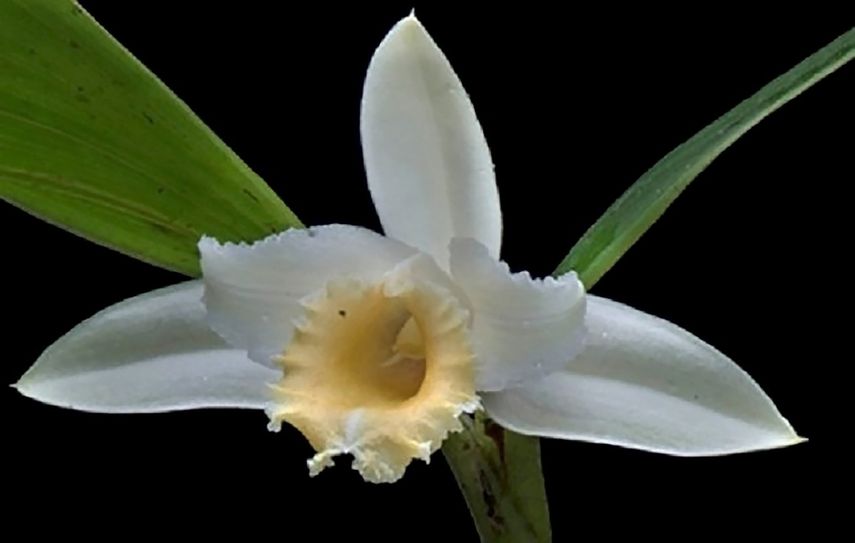 Unachi descubre orquídea de género Sobralia en Fortuna